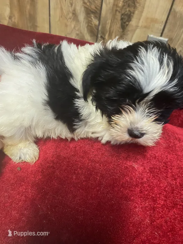 CHUCK  – Yorkshire Terrier puppy for sale in Lafayette, LA