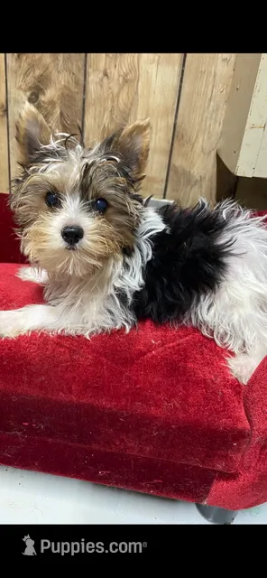 BO – Yorkshire Terrier puppy for sale in Lafayette, LA