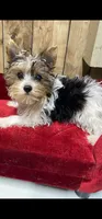 BO, a male Yorkshire Terrier for sale in Lafayette, LA – 1 of 1