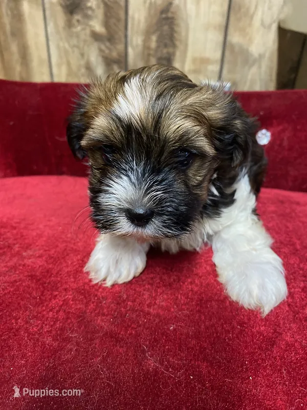 BEAU  – Yorkshire Terrier puppy for sale in Lafayette, LA