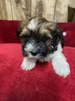 BEAU , a male Yorkshire Terrier for sale in Lafayette, LA – 1 of 4
