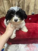CHUCK , a male Yorkshire Terrier for sale in Lafayette, LA – 2 of 4