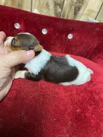 CHANCE, a male Yorkshire Terrier for sale in Lafayette, LA – 5 of 5