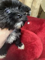 REBOK, a female Yorkshire Terrier for sale in Lafayette, LA – 3 of 5