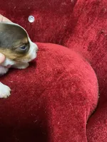 CHANCE, a male Yorkshire Terrier for sale in Lafayette, LA – 3 of 5