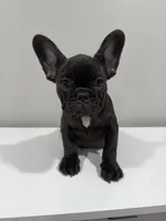 Sky, a female French Bulldog for sale in Columbus, OH – Photo 2 of 2