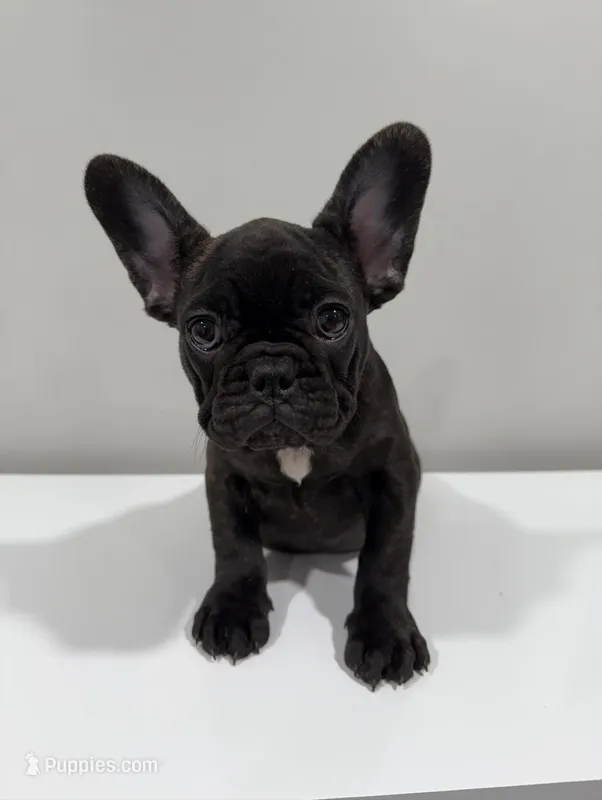 Sky – French Bulldog puppy for sale in Columbus, OH