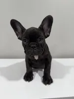 Sky, a female French Bulldog for sale in Columbus, OH – Photo 1 of 2