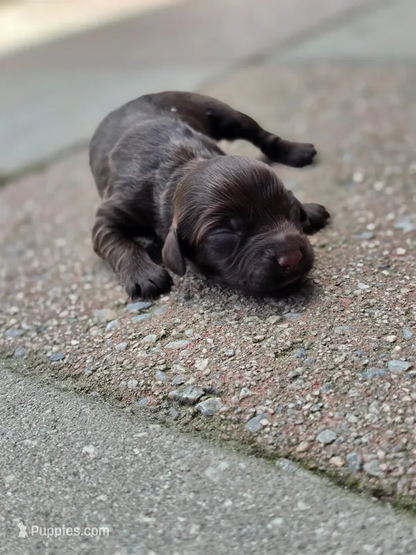 Goose, a male Boykin Spaniel for sale in Conway, SC – 1 of 1