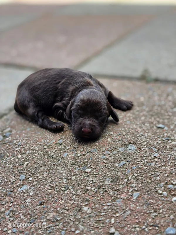 Maverick, a male Boykin Spaniel for sale in Conway, SC – 1 of 1