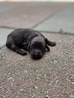 Maverick, a male Boykin Spaniel for sale in Conway, SC – 1 of 1