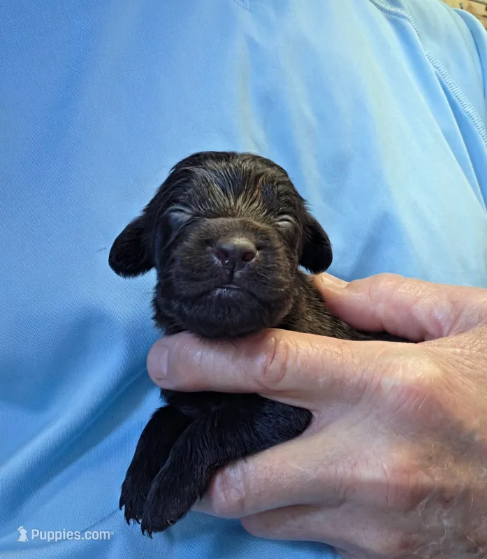 Kate – Boykin Spaniel puppy for sale in Conway, SC
