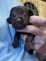 Layla, a female Boykin Spaniel for sale in Conway, SC – 1 of 1
