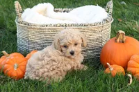Tory, a female Poodle - Toy  for sale in Lebanon, PA – 4 of 7