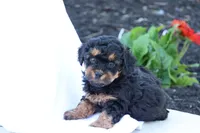 Heidi, a female Havapoo for sale in Lebanon, PA – 2 of 10