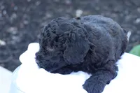 Hanson, a male Havapoo for sale in Lebanon, PA – 8 of 10