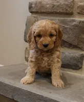 Chris, a male Cockapoo for sale in Lebanon, PA – 3 of 8