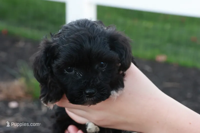 Hanson – Havapoo puppy for sale in Lebanon, PA