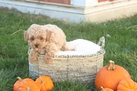 Toby, a male Poodle - Toy  for sale in Lebanon, PA – 3 of 9