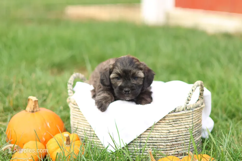 Sheldon – Shihpoo puppy for sale in Lebanon, PA