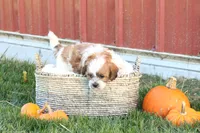 Spencer, a male Shih Tzu and Poodle - Toy  for sale in Lebanon, PA – 7 of 10