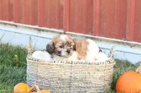 Sage, a female Shih Tzu and Poodle - Toy  for sale in Lebanon, PA – 2 of 9
