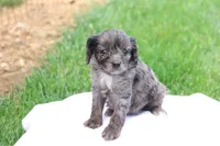 Cheryl, a female Cavapoo for sale in Lebanon, PA – 2 of 9