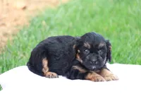 Casey, a female Cavapoo for sale in Lebanon, PA – 5 of 10