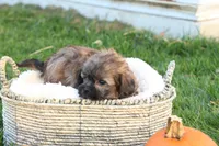 Stan, a male Shih Tzu and Poodle - Toy  for sale in Lebanon, PA – 5 of 9