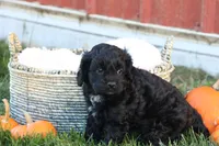 Colton, a male Cavalier King Charles Spaniel and Poodle - Toy  for sale in Lebanon, PA – 5 of 9