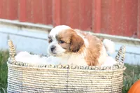 Spencer, a male Shih Tzu and Poodle - Toy  for sale in Lebanon, PA – 5 of 10