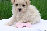 Megan, a female Maltipoo for sale in Lebanon, PA – 2 of 7