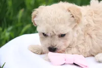 Melody, a female Maltipoo for sale in Lebanon, PA – 4 of 10