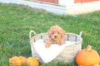 Taya, a female Poodle - Toy  for sale in Lebanon, PA – 3 of 8