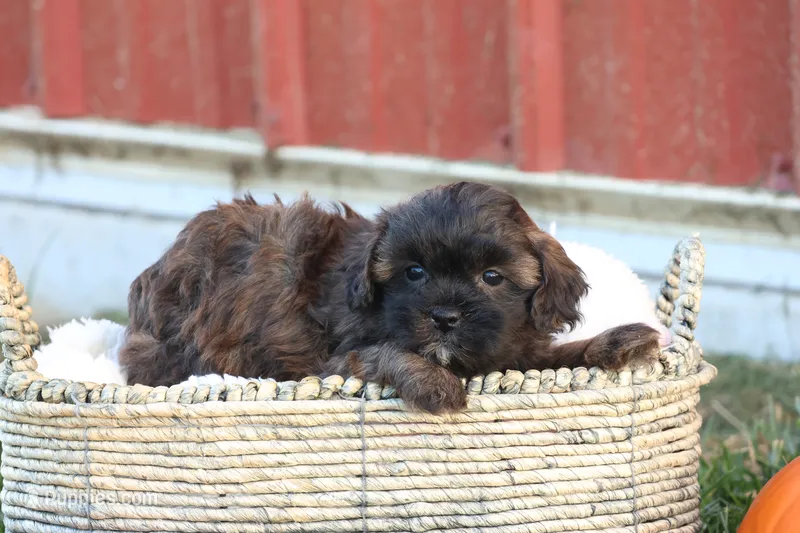 Serenity – Shih Tzu, Poodle - Toy  puppy for sale in Lebanon, PA
