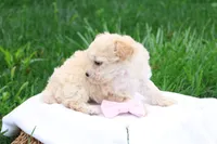 Melody, a female Maltipoo for sale in Lebanon, PA – 6 of 10