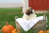 Sarah, a female Shihpoo for sale in Lebanon, PA – 3 of 9