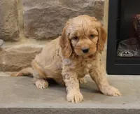 Chris, a male Cockapoo for sale in Lebanon, PA – 5 of 8