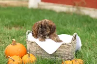 Jennica, a female Jack Russell Terrier and Poodle - Toy  for sale in Lebanon, PA – 10 of 10