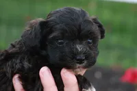 Hudson, a male Havapoo for sale in Lebanon, PA – 5 of 8