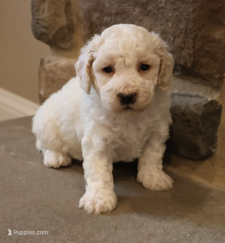 Bentley – Bichpoo puppy for sale in Lebanon, PA