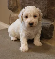 Bentley, a male Bichpoo for sale in Lebanon, PA – 1 of 5