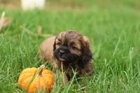 Shawn, a male Shihpoo for sale in Lebanon, PA – 10 of 10