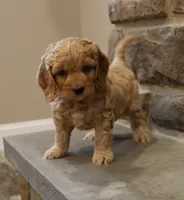 Chris, a male Cockapoo for sale in Lebanon, PA – 1 of 8