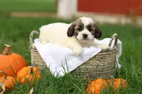 Sarah, a female Shihpoo for sale in Lebanon, PA – 8 of 9