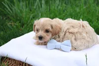 Marcus, a male Maltipoo for sale in Lebanon, PA – 6 of 7