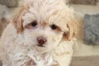 Sarah, a female Shihpoo for sale in Lebanon, PA – 10 of 10