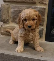 Chris, a male Cockapoo for sale in Lebanon, PA – 6 of 8