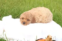 Tasha, a female Poodle - Toy  for sale in Lebanon, PA – 4 of 10