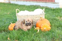 Selena, a female Shih Tzu and Poodle - Toy  for sale in Lebanon, PA – 7 of 9